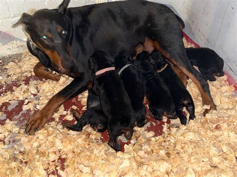 Diamond Doberman Doberman Pinscher Puppies For Sale In Warren Oh