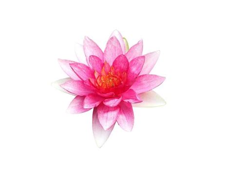 Water Lily Drawing Stock Photos Images And Backgrounds For Free Download