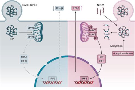 Sars Cov Nucleocapsid Protein Np Represses Mavs Signalling And