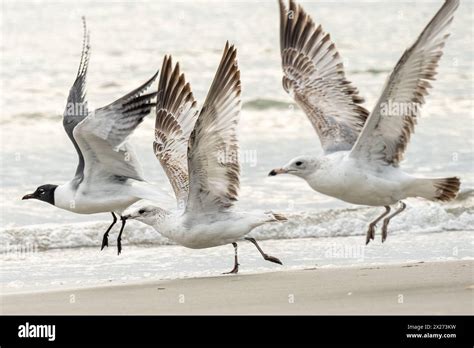 Seagulls Taking Flight Along The Shoreline At Jacksonville Beach In