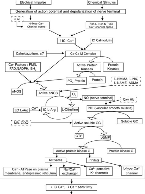 Schematic Representation Of The Process Of Synthesis Of Nitric Oxide