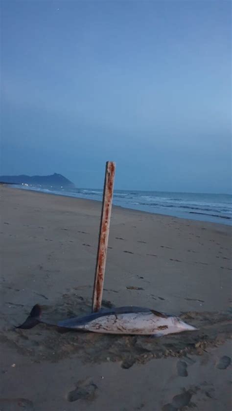 Video E Foto Sabaudia Ritrovato Delfino Morto Sulla Spiaggia