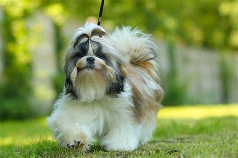 Female Shih Tzu Names 7 Catchy Names Shih Tzu World