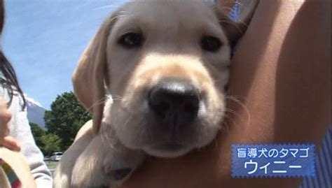 犬の困った”飛びつき”を解消するには？ 盲導犬訓練から学ぶワンちゃんのしつけ テレビ東京・bsテレ東の読んで見て感じるメディア テレ東プラス