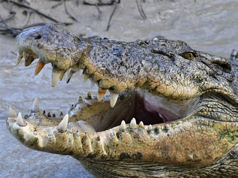 Crocodile Cull Trophy Hunting Flagged As Part Of New NT Croc