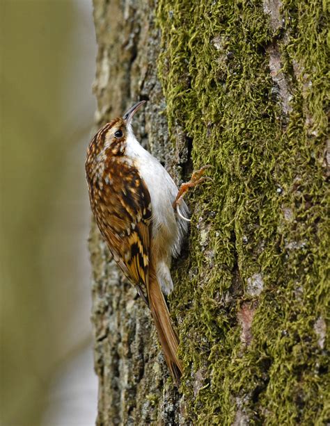 Eurasian Treecreeper By Mervyn Campbell Birdguides