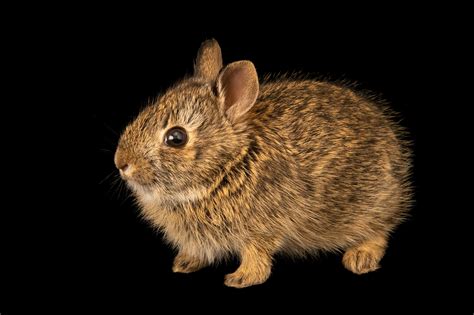 Eastern Cottontail Rabbit Sylvilagus Floridanus Similis Joel Sartore