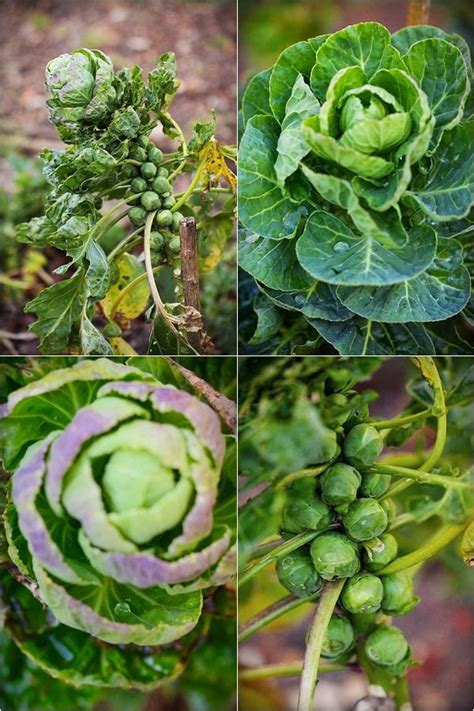 Tarte Tatin Aux Choux De Bruxelles Brussel Sprouts Sprouts Superfoods