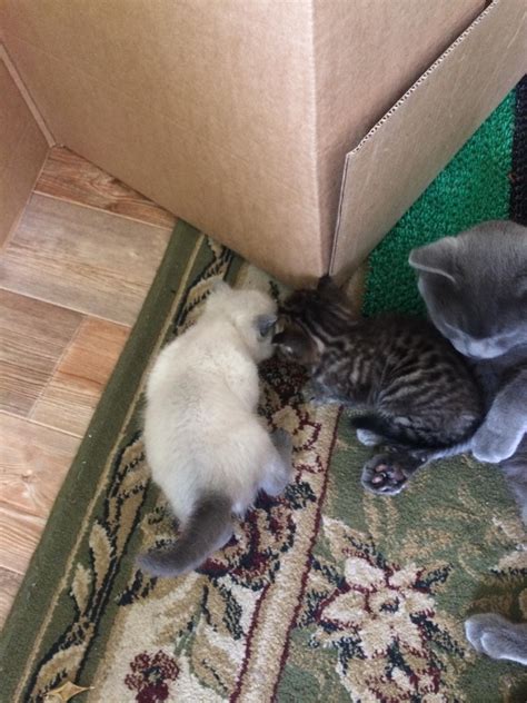 Продам котят на продажу по цене 1000₽ в Новосибирске — объявление ...