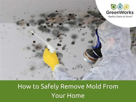 How To Safely Remove Mold From Your Home Greenworks