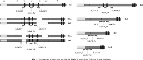 Figure From Expression Of Aberrantly Spliced Oncogenic Ikaros