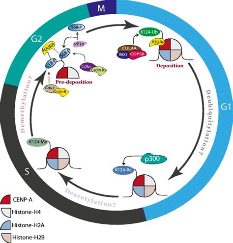 Cenp A Posttranslational Modifications During Cell Cycle A Diagram