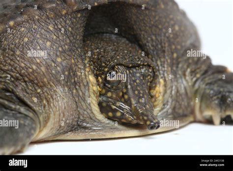 Common Softshell Turtle Or Asiatic Softshell Turtle Amyda Cartilaginea