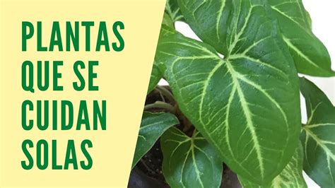 Plantas Para Principiantes En La Jardineria Urbana Mr Trucos