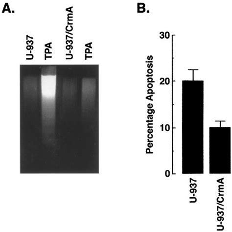 Crma An Inhibitor Of Caspase Like Proteases Blocks Tpa Induced Dna