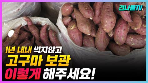 고구마 보관방법 고구마 1년 내내 맛은 그대로 썩지않고 저장해서 먹는 방법 Youtube