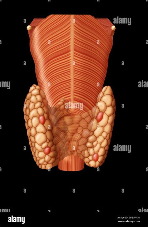 Thyroid Parathyroid Gland Stock Photo Alamy