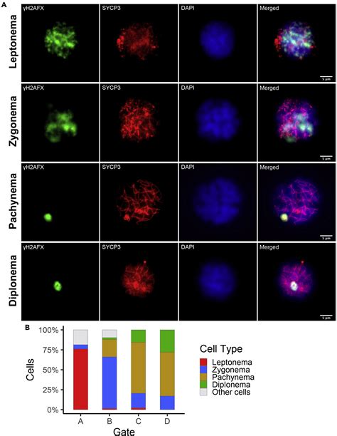 Cell Press Star Protocols