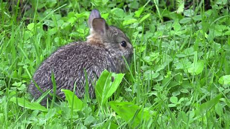 Cute Baby Bunny Eating Grass Youtube