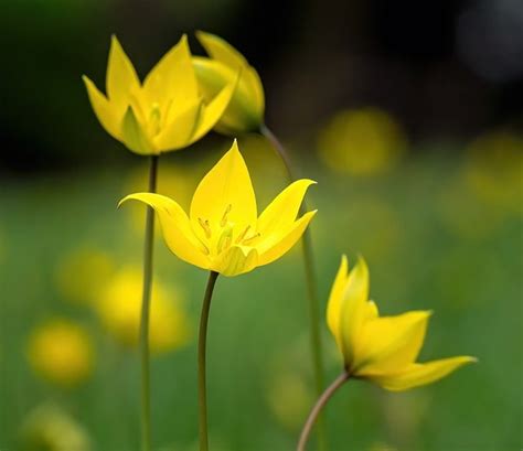 Blumen Tulpen Pflanzen Kostenloses Foto Auf Pixabay Pixabay