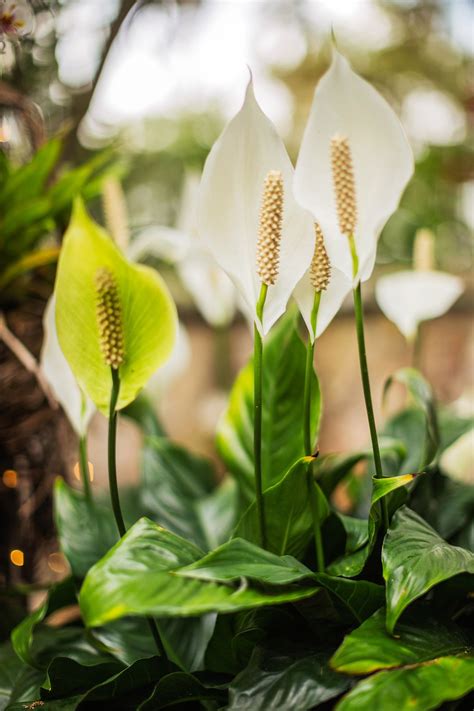 How to Grow and Care for a Peace Lily Plant Indoors