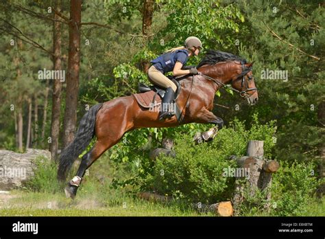 Connemara pony jumping hi-res stock photography and images - Alamy