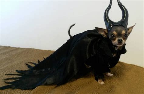 11 Freaky Halloween Pet Costumes