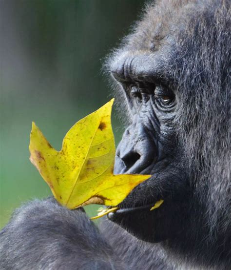 9 Types of Londoner according to London Zoo | London Zoo