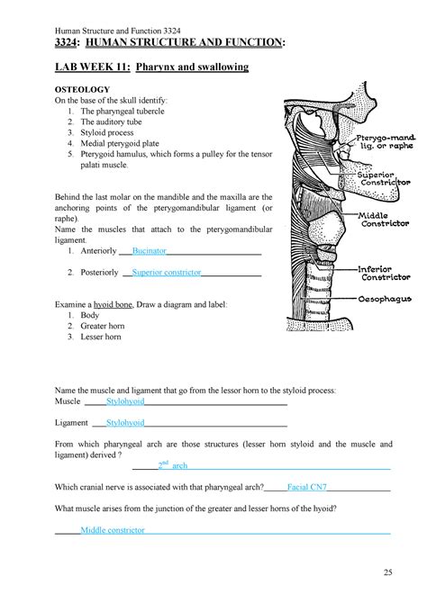 Anhb3324 Pharynx Lab Book Answers Human Structure And Function 3324