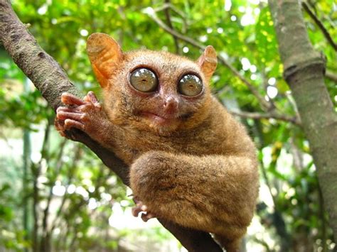 Philippine Tarsier And Wildlife Sanctuary Corella 2021 Qué Saber