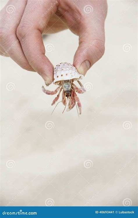 Holding The Crab In The Hand Royalty Free Stock Photography