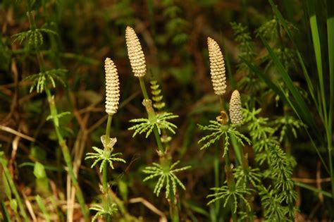 Woodland Horsetail | Search | Native Plant Hub
