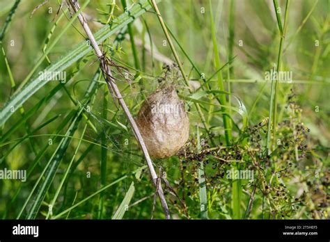 Wespenspinne Zebraspinne Wespen Spinne Zebra Spinne Kokon Eikokon