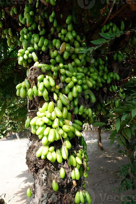 Belimbing Wuluh Averrhoa bilimbi sour fruit on tree 20181753 Stock ...