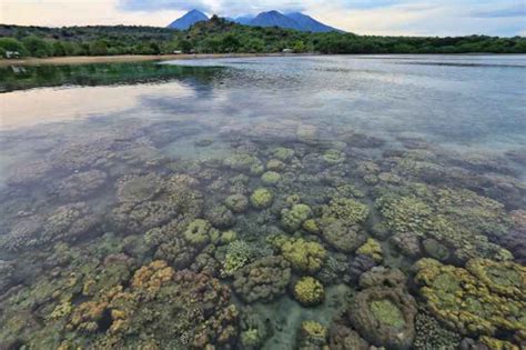 Tempat Wisata Di Situbondo Untuk Anak Dan Keluarga Yang Murah Dan