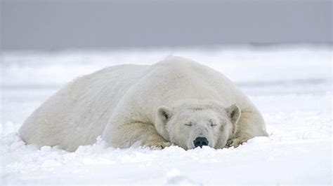 El Oso Polar ¿es Realmente Blanco ¿cómo Es Su Pelaje