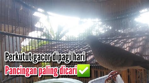 Perkutut Lokal Gacor Di Pagi Haripancingan Perkutut Agar Bunyi Paling