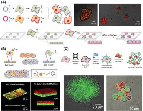 Hydrophobic Functionalization Of Cell Surface Via Liposome Fusion A