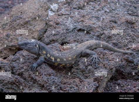 Lezard Geant Del Hierro Hi Res Stock Photography And Images Alamy