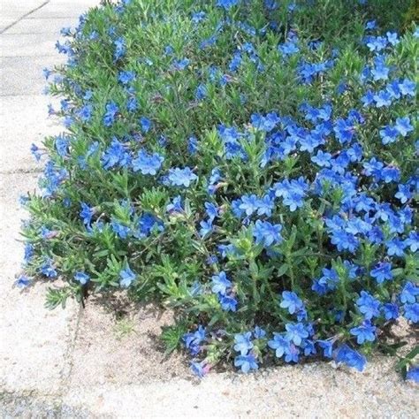 X Parelkruid Blauw Winterharde Vaste Plant Lithodora Diffusa