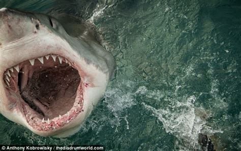 Fearsome Great White Shark Bears Its Razor Sharp Teeth Daily Mail Online