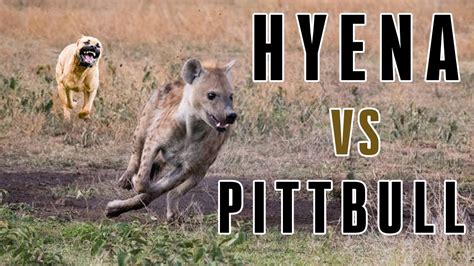 Hyena Vs Pitbull