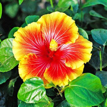 Tropical Hibiscus Adds A Ton Of Color To A Garden With Their Huge
