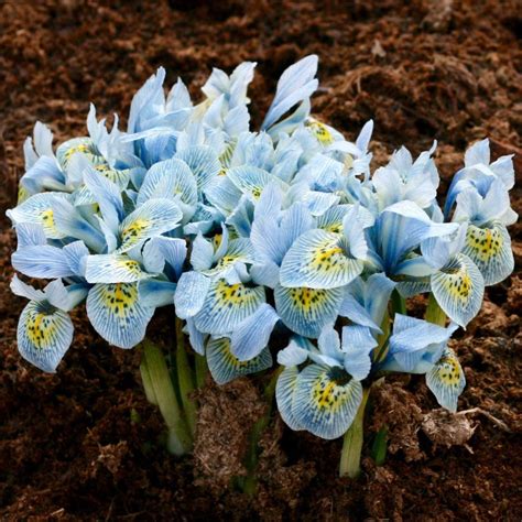 Dwarf Iris Reticulata Katharine Hodgkin Woodland Bulbs