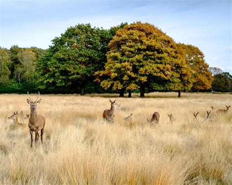 Un automne à Londres mes coups de coeurs et petites adresses