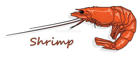 Cooked Prawn Or Tiger Shrimp Vector Illustration Isolated On White Background As Package Design