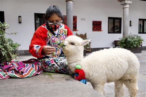 Alpaca Ladies Of Cusco Peru