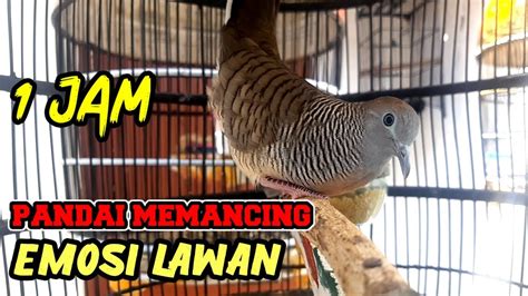 1jam Perkutut Lokal GACOR Ngerot Ngoar Suara Pancingan Ampuh Agar