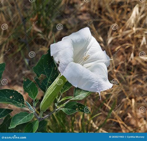 Sacred Datura Bloom Solanaceae Datura Wrightii Stock Image Image Of