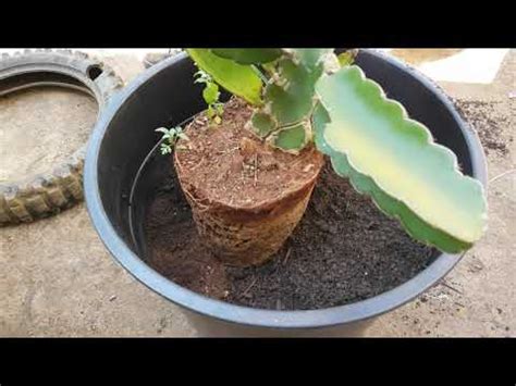 MELHOR JEITO DE PLANTAR PITAYA EM VASO VALE A PENA APRENDER YouTube